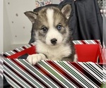 Small Photo #55 Pomsky-Shiba Inu Mix Puppy For Sale in NASHUA, NH, USA