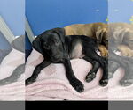Small #1 Labrador Retriever Mix