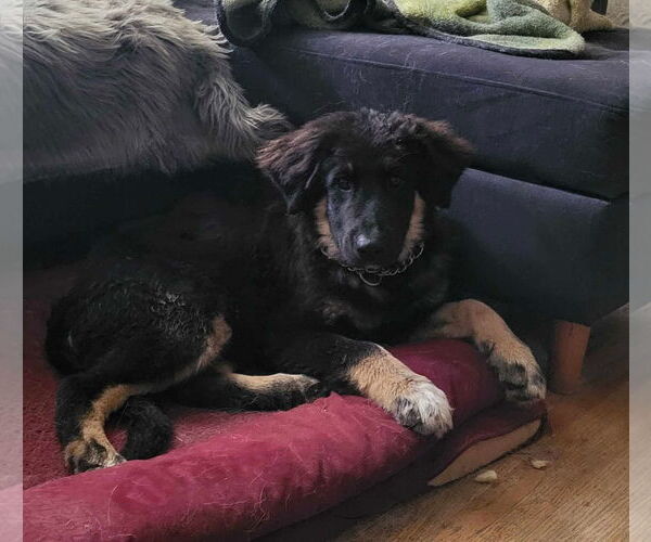 Medium Photo #1 German Shepherd Dog-Unknown Mix Puppy For Sale in Saegertown , PA, USA