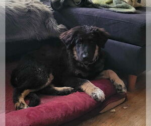 German Shepherd Dog-Unknown Mix Dogs for adoption in Saegertown , PA, USA
