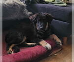 Small German Shepherd Dog Mix