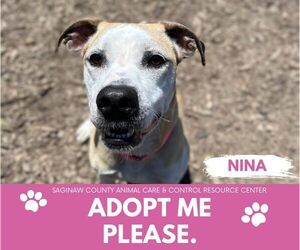 American Pit Bull Terrier-Unknown Mix Dogs for adoption in Saginaw, MI, USA
