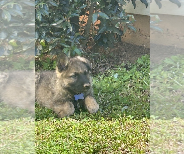 Medium Photo #5 German Shepherd Dog Puppy For Sale in MCDONOUGH, GA, USA