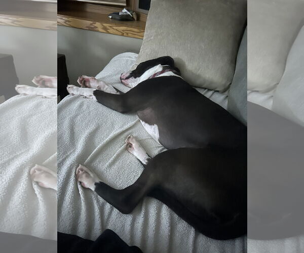 Medium Photo #3 American Staffordshire Terrier-Unknown Mix Puppy For Sale in Minneapolis, MN, USA