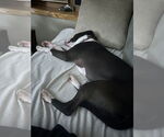 Small #2 American Staffordshire Terrier Mix