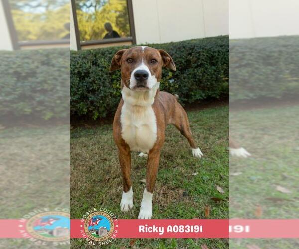 Medium Photo #2 Labrador Retriever-Unknown Mix Puppy For Sale in Mobile, AL, USA