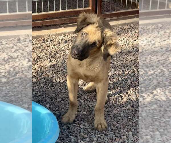 Medium Photo #3 Black Mouth Cur-Unknown Mix Puppy For Sale in Cave Creek, AZ, USA