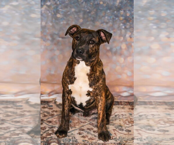 Medium Photo #2 Bull Terrier-Unknown Mix Puppy For Sale in Chouteau, OK, USA