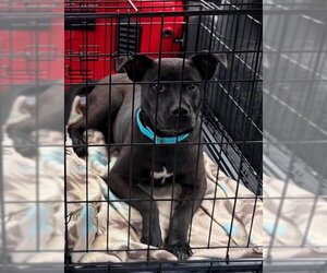 RADAR - COMING SOON - Male Labrador Retriever-Unknown Mix Dog for Adoption - Photo #6