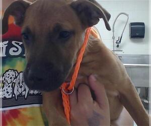 Labrador Retriever-Unknown Mix Dogs for adoption in Pasadena, TX, USA