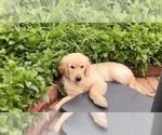 Small Photo #4 Golden Retriever Puppy For Sale in EAST FREEHOLD, NJ, USA