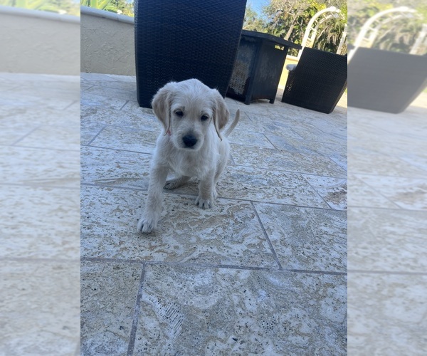 Medium Photo #53 Labradoodle Puppy For Sale in FORT LAUDERDALE, FL, USA