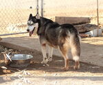 Small #3 Huskies  Mix