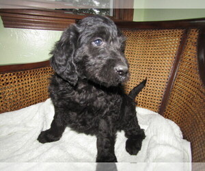 Labradoodle Puppy for sale in MISHAWAKA, IN, USA