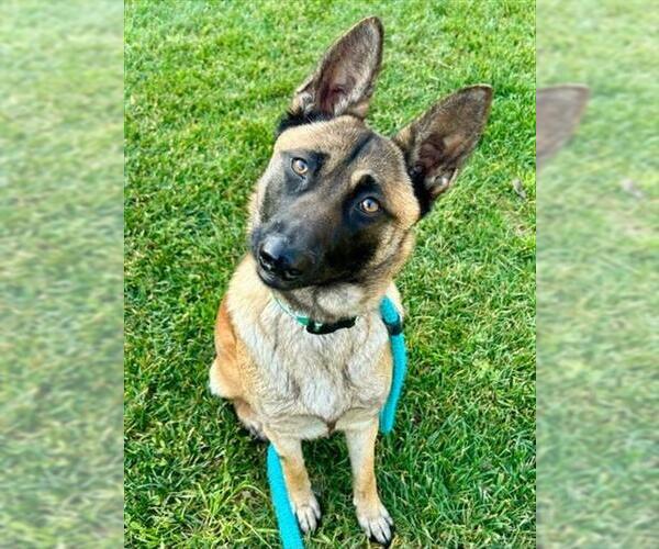 Medium Photo #1 German Shepherd Dog-Unknown Mix Puppy For Sale in Sacramento, CA, USA