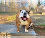 Small English Bulldog