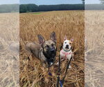 Small Photo #4 American Staffordshire Terrier-Red Heeler Mix Puppy For Sale in Arlington, VA, USA
