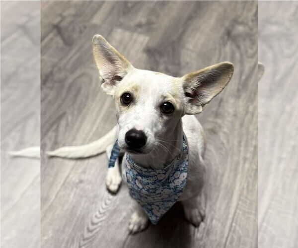 Medium Photo #2 Chiweenie Puppy For Sale in Lakewood, CO, USA