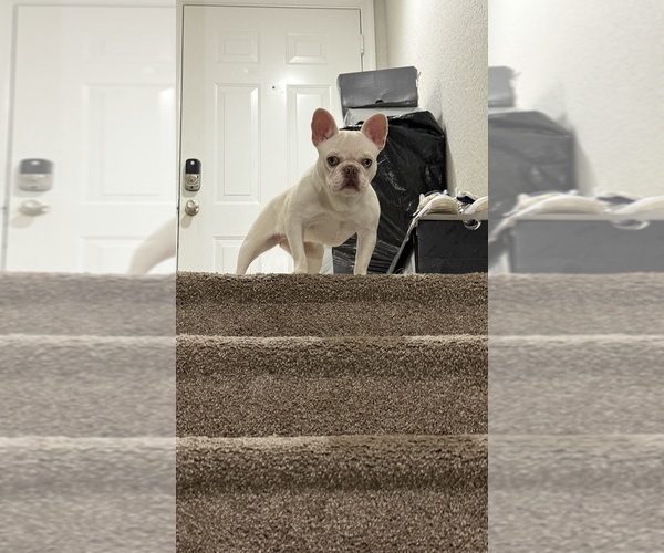 Medium Photo #5 French Bulldog Puppy For Sale in DAVIE, FL, USA