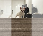 Small #4 French Bulldog