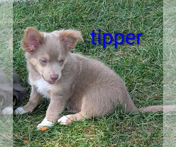 Medium Photo #8 Chihuahua Puppy For Sale in LEBANON, PA, USA