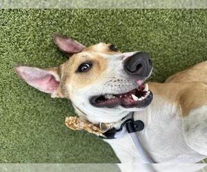 Catahoula Leopard Dog Dogs for adoption in Pasadena, TX, USA