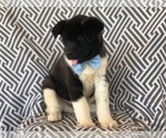 Small Photo #5 Akita Puppy For Sale in EAST EARL, PA, USA