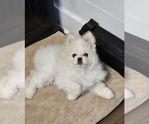 Pomeranian Dogs for adoption in Lebanon, PA, USA