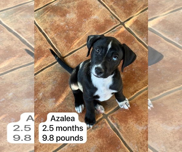 Medium Photo #1 Labsky Puppy For Sale in Virginia Beach, VA, USA