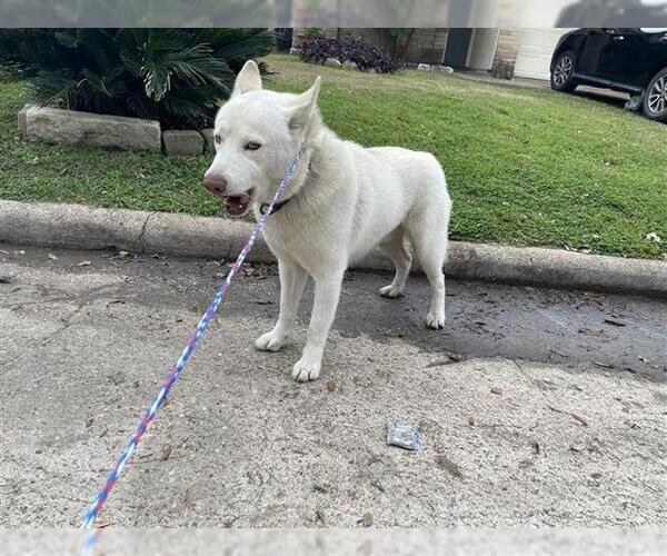 Medium Photo #1 Siberian Husky Puppy For Sale in Houston, TX, USA