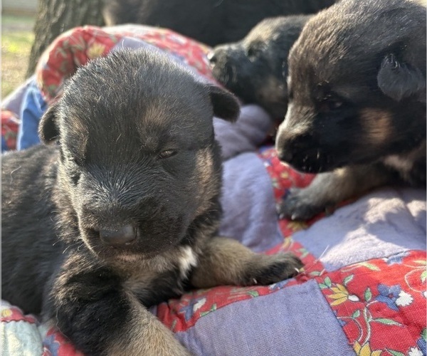 Medium Photo #3 German Shepherd Dog Puppy For Sale in SEAGROVE, NC, USA