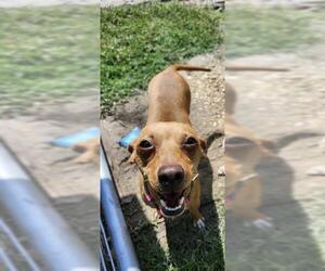 Chihuahua-Unknown Mix Dogs for adoption in San Antonio, TX, USA