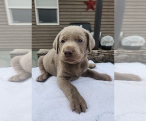 Medium Labrador Retriever