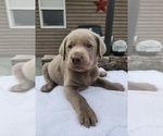 Puppy Mr Green Labrador Retriever