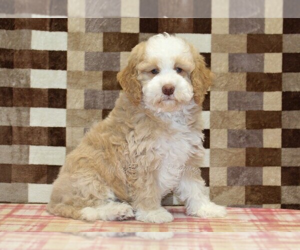 Medium Photo #4 Bernedoodle (Miniature) Puppy For Sale in DENVER, PA, USA