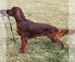 Small #3 Irish Setter