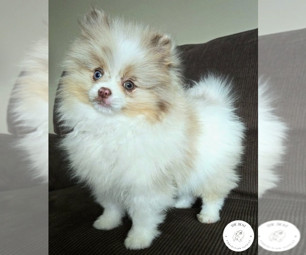 Medium Photo #4 Pomeranian Puppy For Sale in ORRVILLE, OH, USA