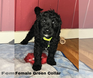 Goldendoodle Puppy for sale in MONTGOMERY, MN, USA