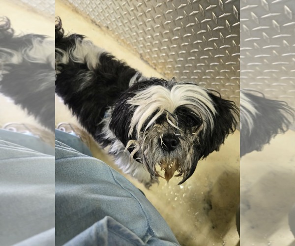 Medium Photo #3 Shih Tzu Puppy For Sale in Rustburg, VA, USA
