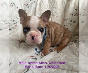 French Bulldog Puppy for sale in FORT PLAIN, NY, USA