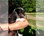 Small #2 Chihuahua Mix