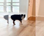 Small #3 Australian Shepherd