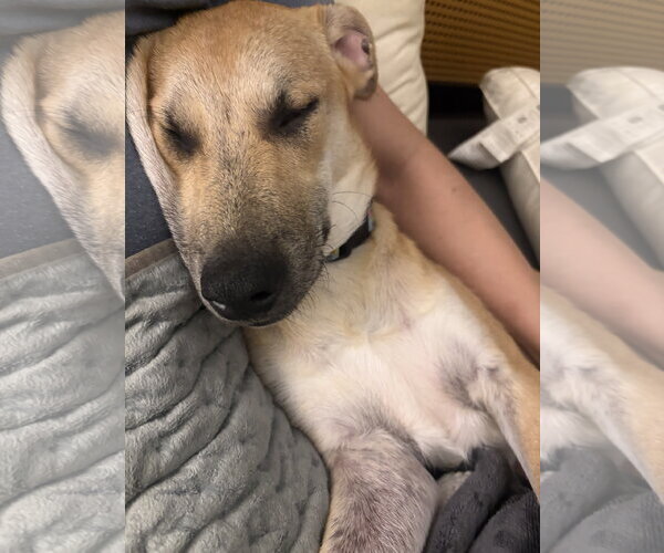 Medium Photo #6 Labrador Retriever-Unknown Mix Puppy For Sale in Virginia Beach, VA, USA