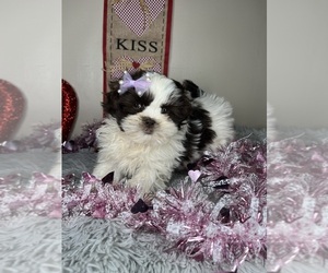 Shih-Poo Puppy for sale in INDIANAPOLIS, IN, USA