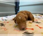 Small Photo #73 Goldendoodle Puppy For Sale in NORTH SCITUATE, RI, USA
