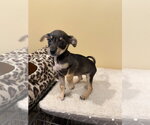 Small #1 Chihuahua Mix
