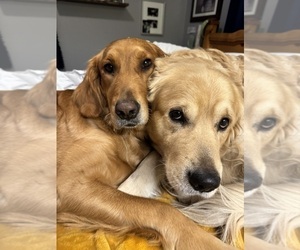 Mother of the Golden Retriever puppies born on 10/13/2025