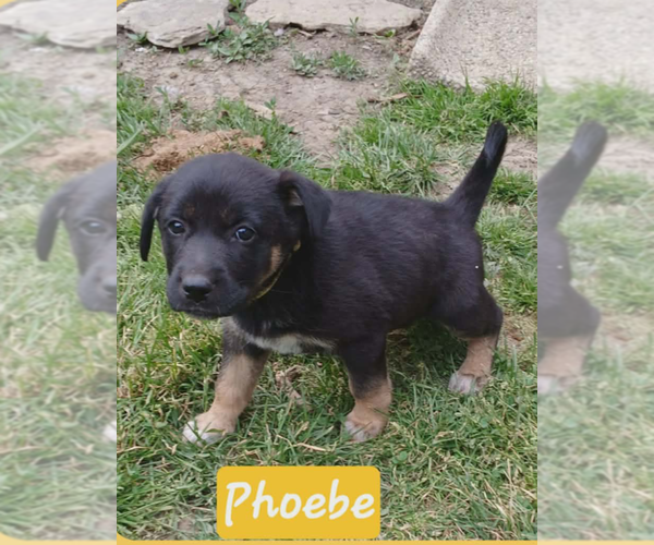 Medium Photo #1 Shepradors Puppy For Sale in Aurora, IN, USA