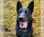 Small #1 German Shepherd Dog