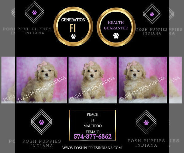 Medium Photo #112 Maltipoo (Toy) Puppy For Sale in WARSAW, IN, USA